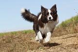 BORDER COLLIE 017